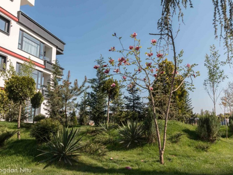 Photo 2 - BLISS Imobiliare