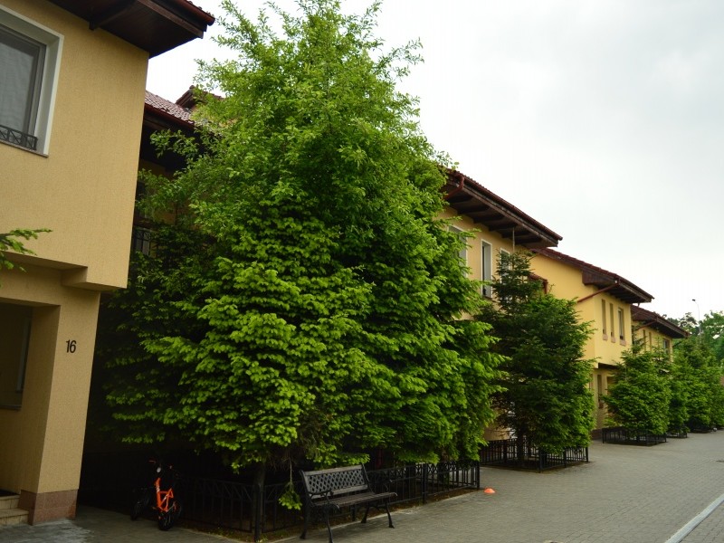 Photo 12 - BLISS Imobiliare