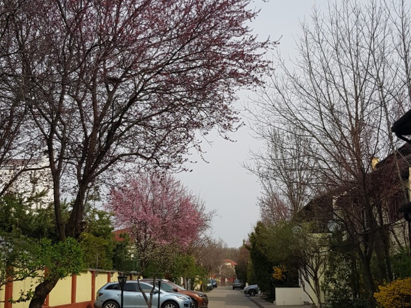 Photo 6 - BLISS Imobiliare